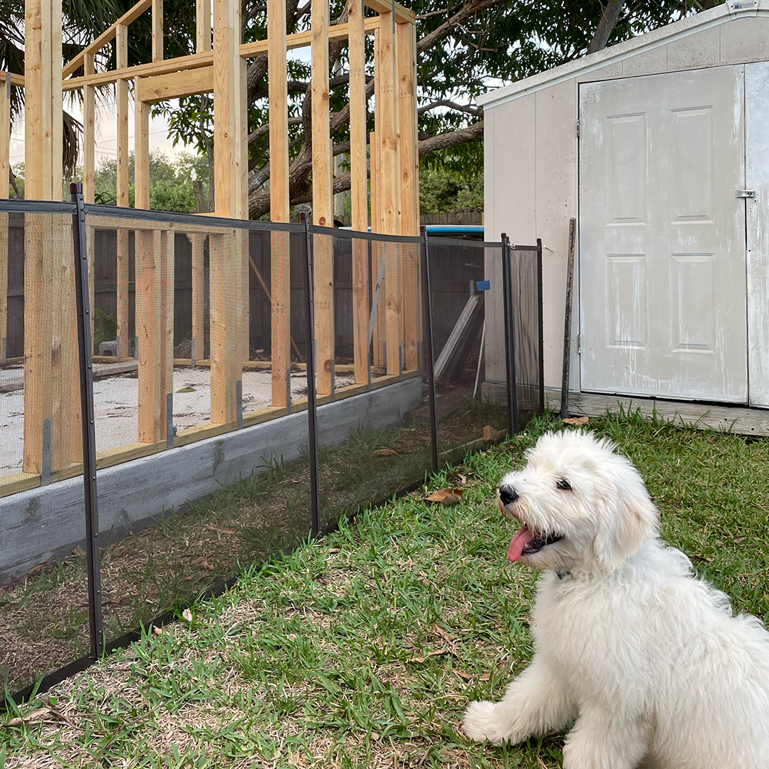 Puppy standing next to a removable mesh pool fence.